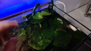 Анубиас без обростаний водорослей