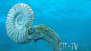 Крымский аммонит возрастом 135 млн.  лет