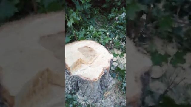 Убивают березы смотреть онлайн