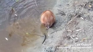 Речная ондатра