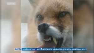 Как узнать животное, зараженное бешенством, и что делать после укуса