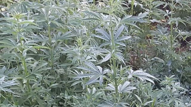 Чуйская долина,бабушка просила убрать сорняк смотреть онлайн