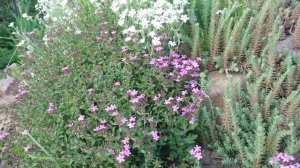 Почвопокровник Мыльнянка . Короткий обзор.