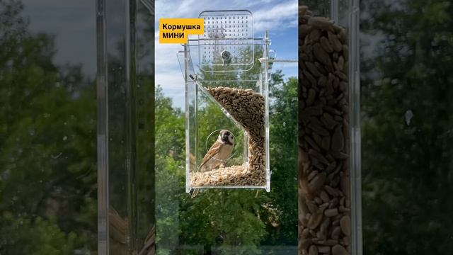 Молодой воробей на кормушке летом смотреть онлайн