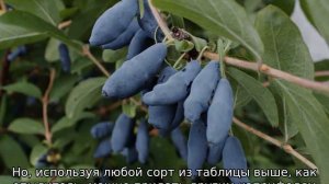 Жимолость: сорта