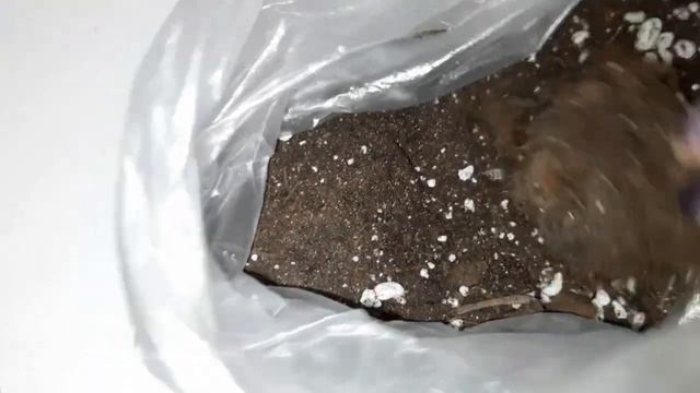 КАКИЕ ВИДЫ БЕГОНИИ Я ВЫРАЩИВАЮ В ЭТОМ СЕЗОНЕ. смотреть онлайн