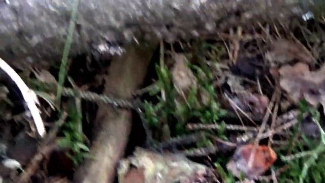 Редкие Молодильные Грибы Саркосома появились в Смоленском лесу. смотреть онлайн