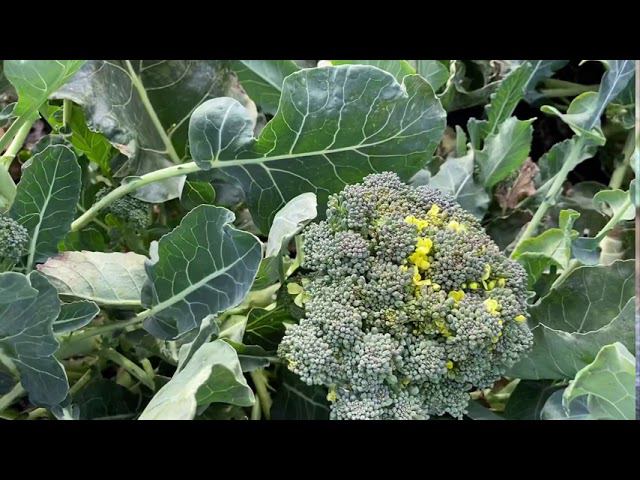 Капуста брокколи , сбор второго урожая октябрь 05.2020. смотреть онлайн