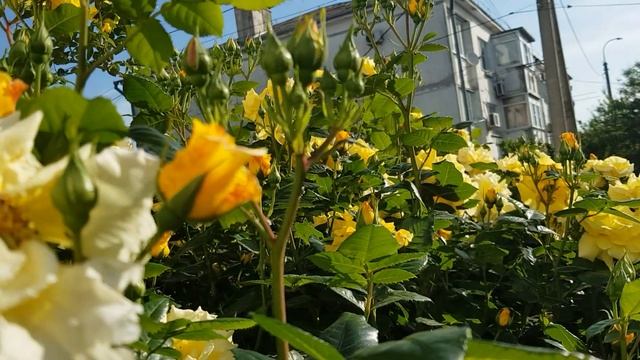 Сорт Плетистой Розы ГОЛДЕН ШТЕРН (Тантау) - огромная, сильнорослая,яркая,ароматная Красотка 29.05.2 смотреть онлайн