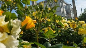 Сорт Плетистой Розы ГОЛДЕН ШТЕРН (Тантау) - огромная, сильнорослая,яркая,ароматная Красотка 29.05.2