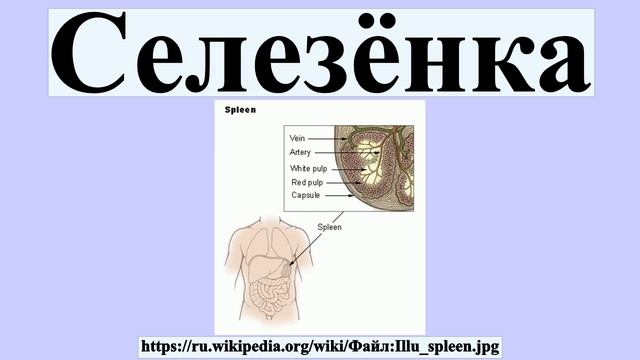 Селезёнка смотреть онлайн