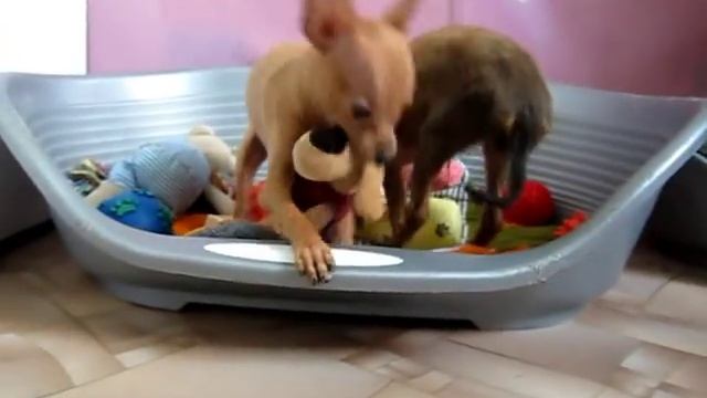 Щенок той терьера Вилли. Russkiy Toy Puppy