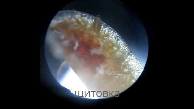 щитовка через микроскоп, июль 2016 год смотреть онлайн
