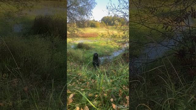 Мы пошли из за бугра..😂😂#канекорсо #canecorso