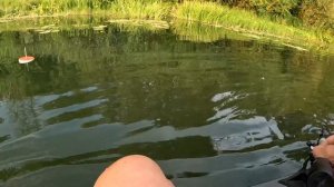 Рыбалка на кружки, в августе. Ловля щуки на живца.