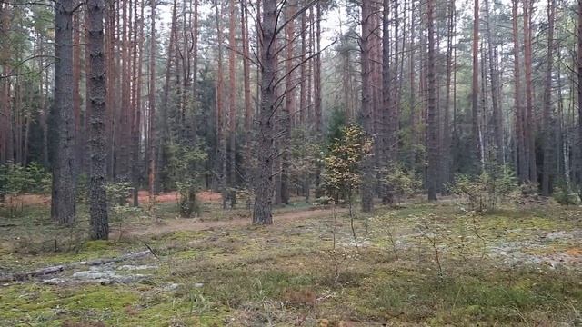 БЕЛЫЙ БОРОВОЙ ГРИБ КАК В СКАЗКЕ. смотреть онлайн