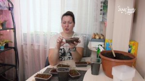 Пикировка томатов заглублением. Спасаем рассаду от вытягивания и перерастания