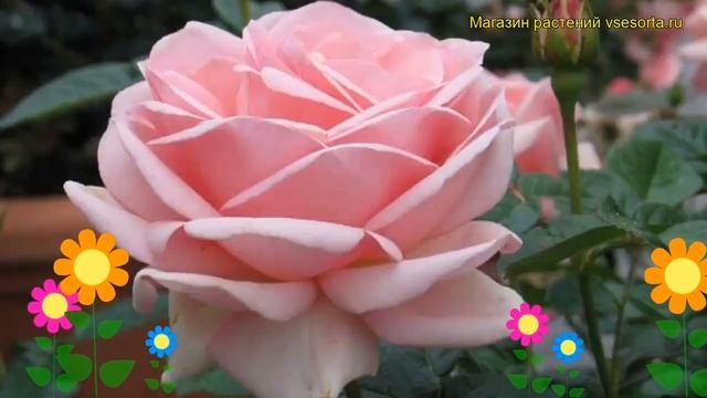 Роза флорибунда Квин Элизабет. Краткий обзор, описание характеристик, где купить саженцы смотреть онлайн