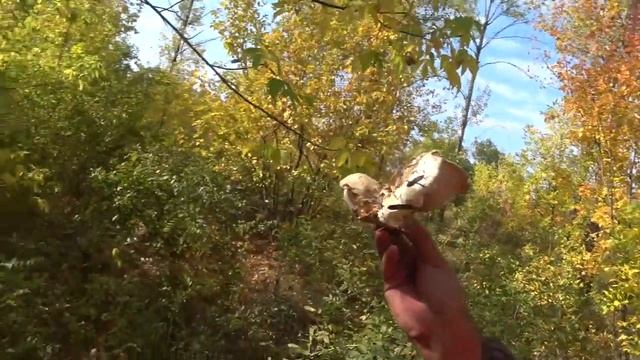 По Грибы в Засуху Тихая Охота 2020 Осенью в Конце Сентября Лесная Прогулка За Грибами Около Дачи смотреть онлайн