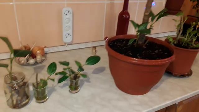 ВОЗВРАЩАЮСЬ К СВОИМ РАСТЕНИЯМ ! ФИКУС СТАЛ СДАВАТЬ СВОИ ПОЗИЦИИ !НАДО ЧТО ТО ДЕЛАТЬ ? смотреть онлайн