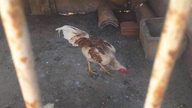 GALO INDIO COMBATENTE!!! смотреть онлайн