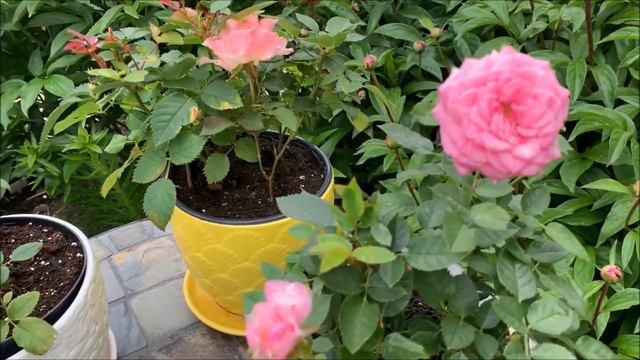Early June in a Little Garden Up North and Full Plants Tour | Zone 4 Garden (New Brunswick Canada) смотреть онлайн