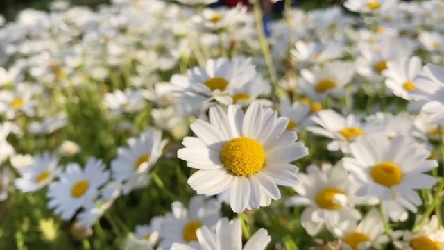 Готовься! Мама с братом приедут делить твою квартиру!- сказала мне сестра