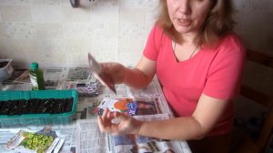Взошла петуния и другие цветы. Что дальше...
