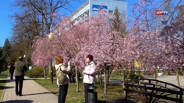 Тюльпановые деревья смотреть онлайн