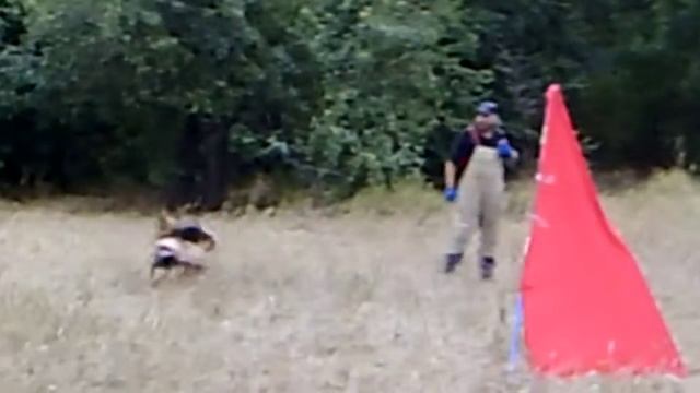 Немецкая овчарка Желя . ipo-трнинг-2 смотреть онлайн