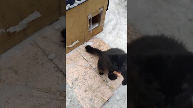 Котовасия 4 смотреть онлайн