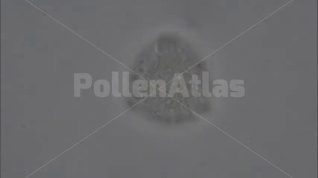 Eriobotrya japonica polar WM смотреть онлайн