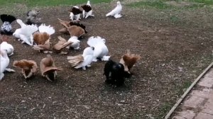 #Статные_голуби Попова Александра.