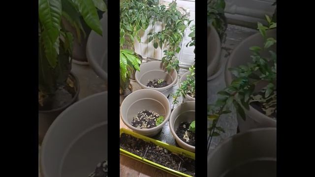 Разведение карпов кои, выращивание растений зимой дома смотреть онлайн