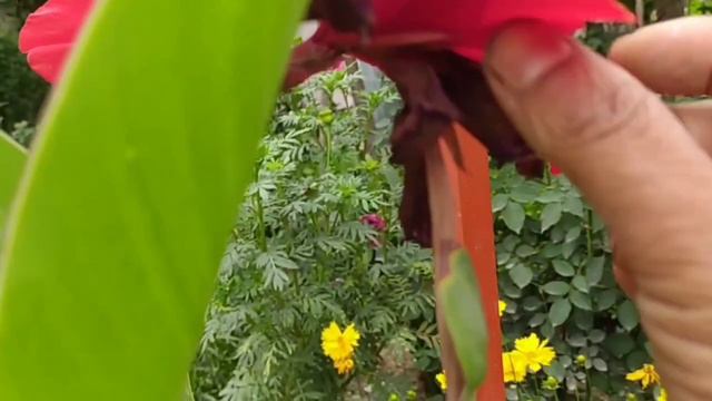 Kanna Lily смотреть онлайн