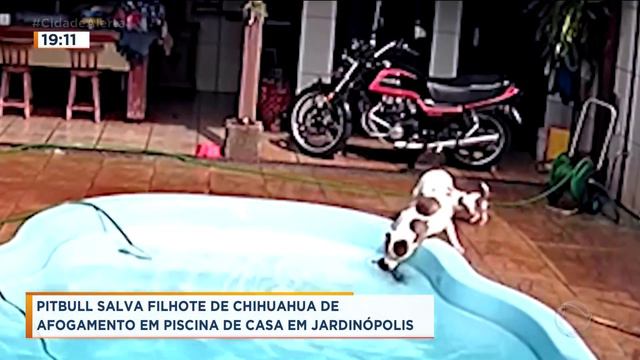 Record TV conhece a pitbull que salvou filhote de chihuahua de afogamento смотреть онлайн