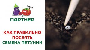 КАК ПРАВИЛЬНО ПОСЕЯТЬ СЕМЕНА ПЕТУНИИ