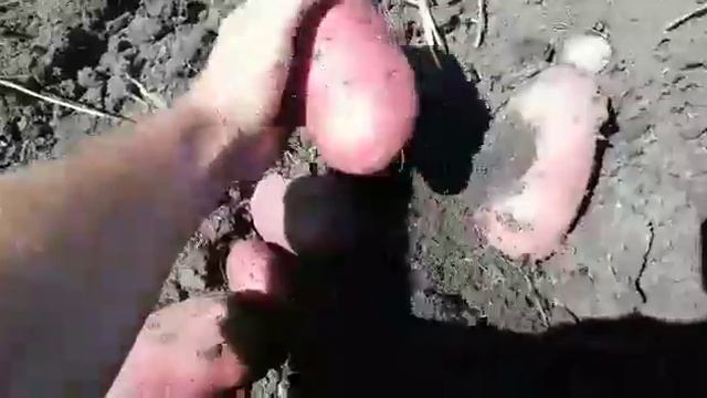 Сорт лабелла выкопка индивидуальная ? смотреть онлайн