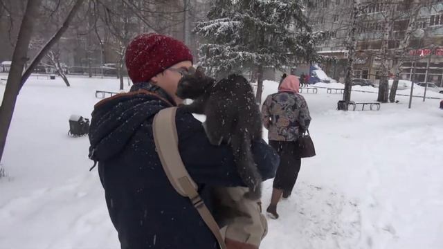 Первый снег Кошачья и собачья радость))) смотреть онлайн