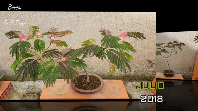 Albizia Julibrissin - Evolución 2011 - 2020 смотреть онлайн
