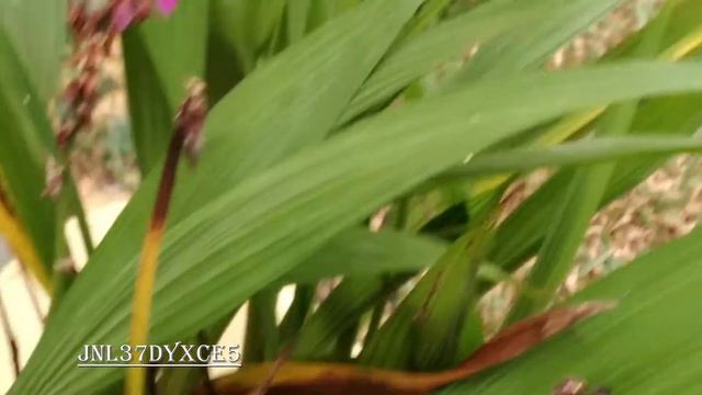 Carpenter Bee (Black Bee)🐝 Collecting Pollen From Flowers🌺🌻🌼 | @BirdBath1  | @LIZARDEARTH