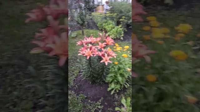 Красота Сибирской дачи. смотреть онлайн