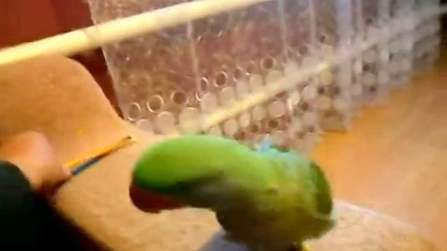 Александрийский попугай Воронеж смотреть онлайн