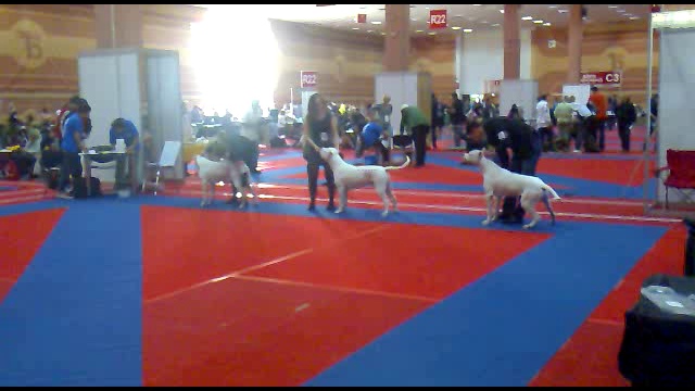 Dogo Argentino смотреть онлайн
