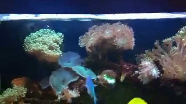 Here is why you do not have to have a protein skimmer! смотреть онлайн