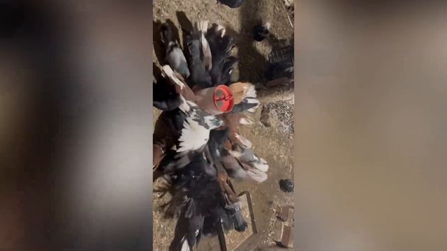 Поездка на дачу, какие у нас есть животные смотреть онлайн