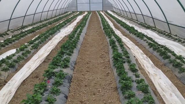 Разгребаем снежные завалы готовимся к новому сезону. смотреть онлайн