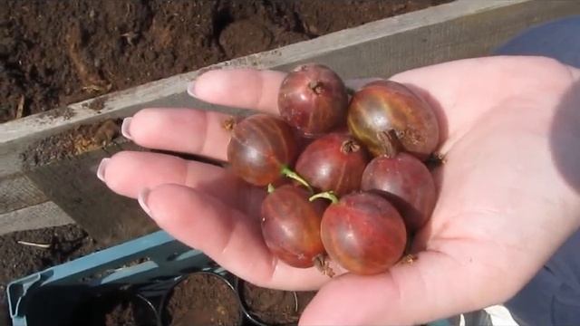 Сфинкс - вкусный крупный крыжовник смотреть онлайн