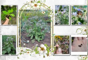 ✅❦ Бораго - огуречная трава ❦ От посадки до сбора семян в одном видео !