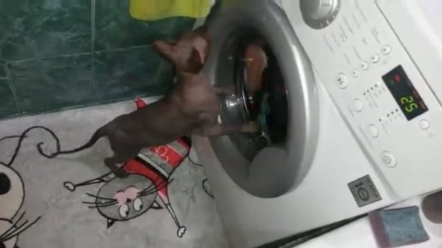 Сфинкс стирает. смотреть онлайн